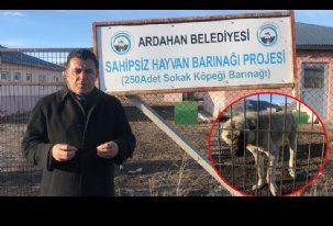 Kutlama çiçeği yerine sokak hayvanlarına mama gönderin