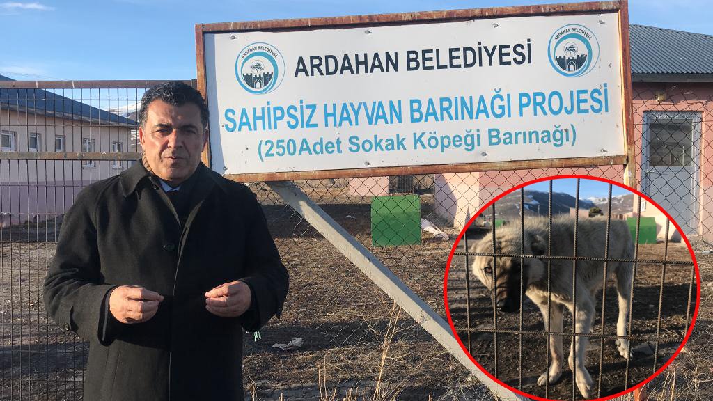Kutlama çiçeği yerine sokak hayvanlarına mama gönderin
