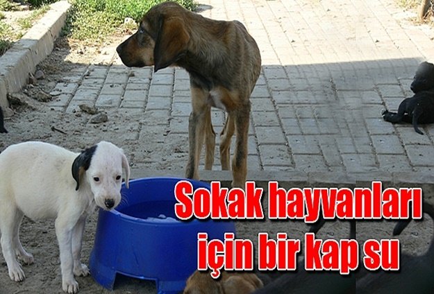 Sokak hayvanları için bir kap su koyalım...