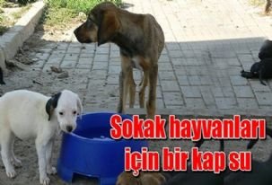 Sokak hayvanları için bir kap su koyalım...